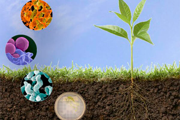Bactéries utilisées dans la fabrication d'engrais biologiques
