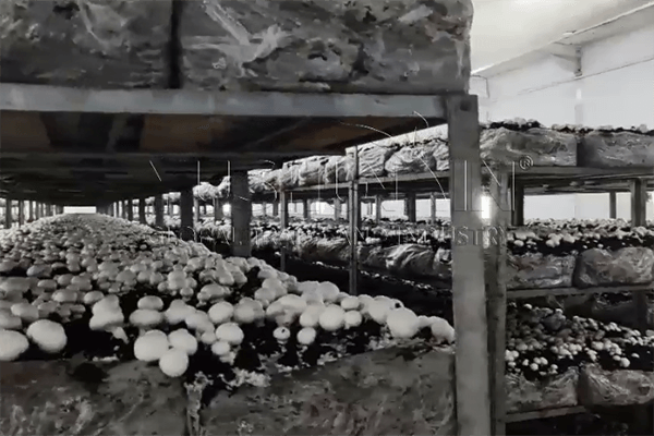 valorisation des déchets de champignons usagés