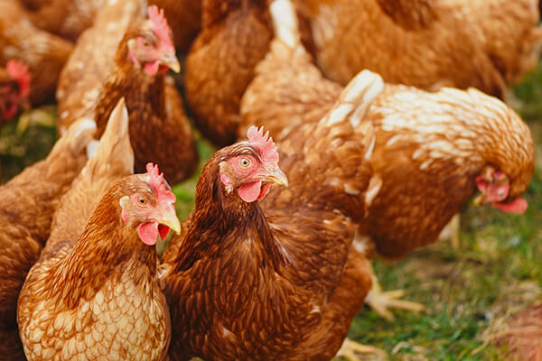 gestion des déchets des élevages de poulets